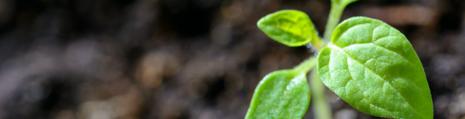 sprouting plant